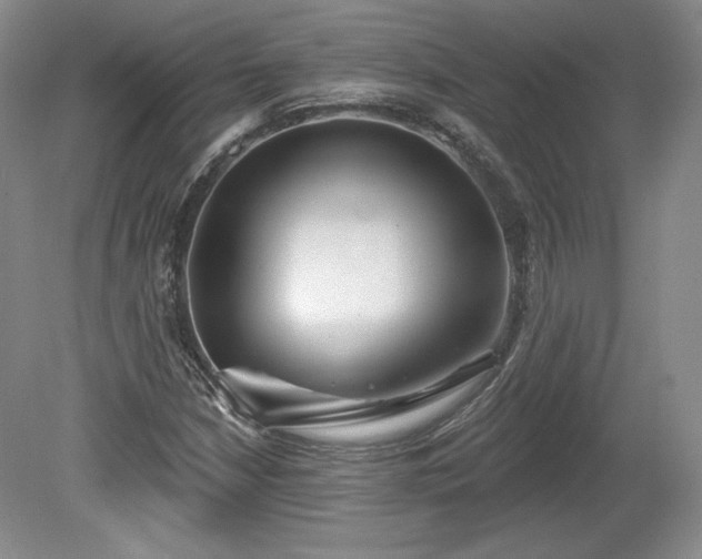 X0000079581210200612081526