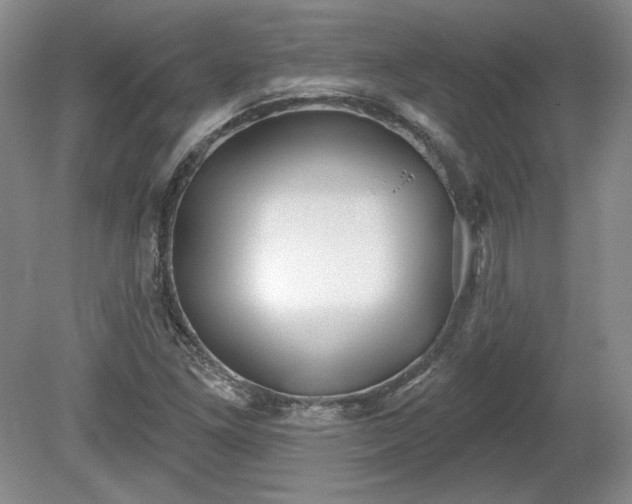 X0000079581261200612081526