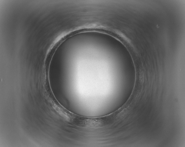 X0000079581270200612081526