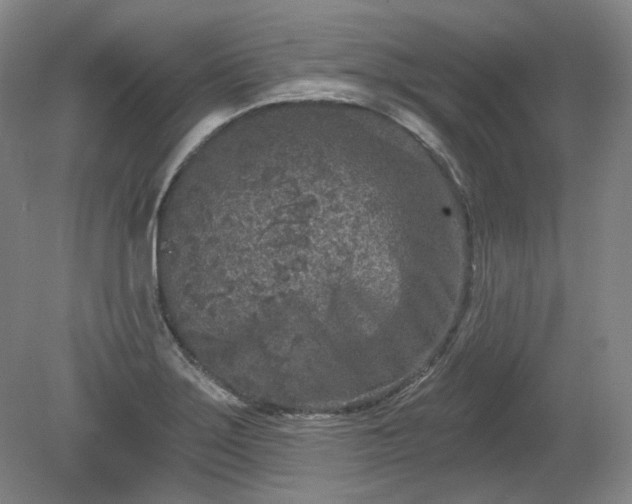 X0000079581275200612081526