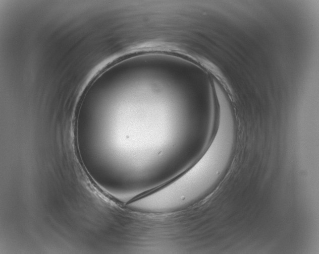 X0000079581288200612081526