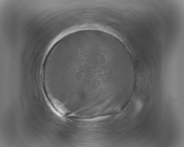 X0000079581519200612081522