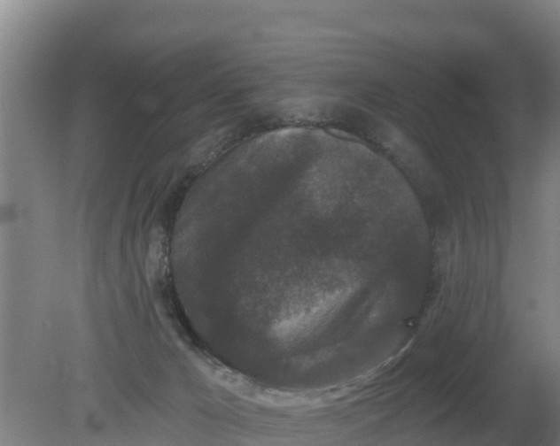 X0000079580029200612152117