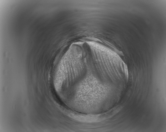 X0000079580032200612152117