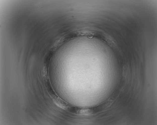 X0000079580173200612152115