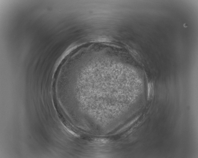 X0000079580195200612152115