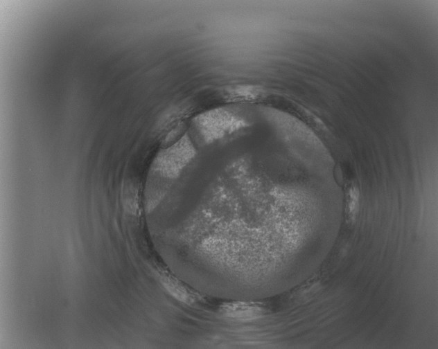 X0000079580331200612152112