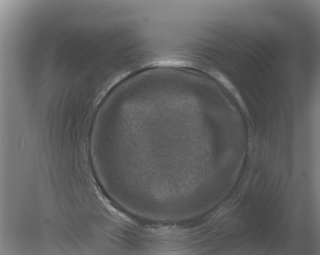 X0000079580385200612152111