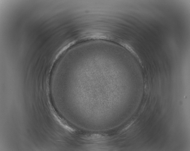 X0000079580390200612152111