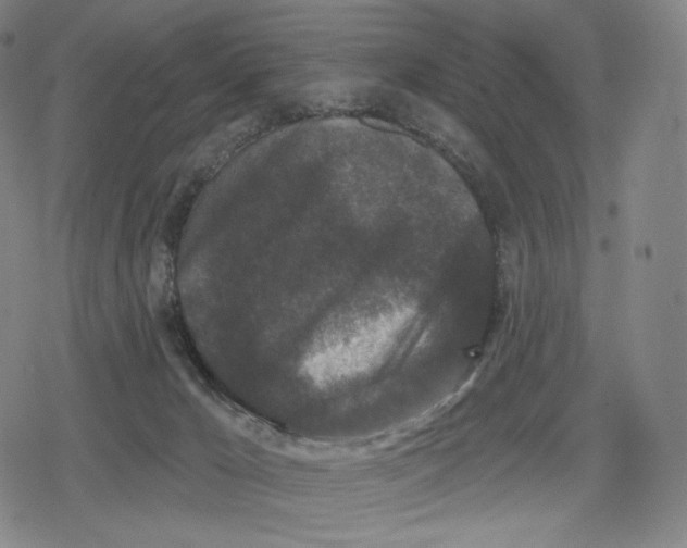 X0000079580029200612221442