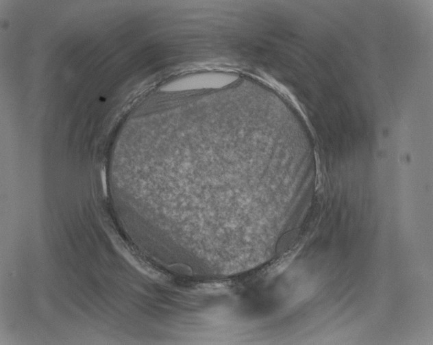 X0000079580061200612221441