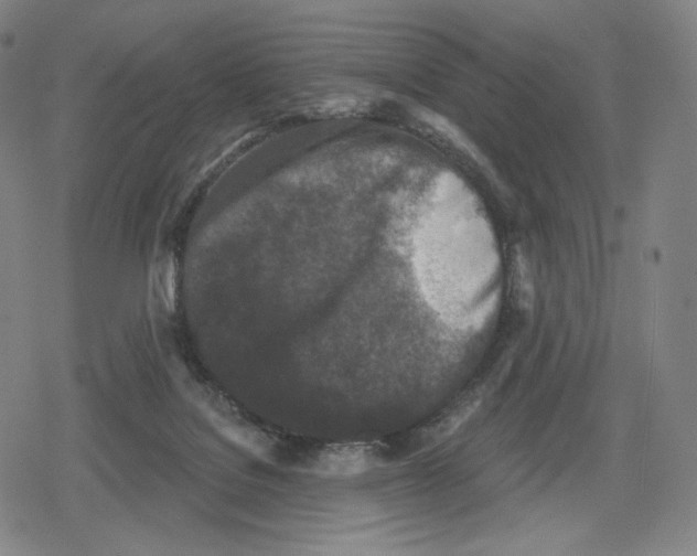 X0000079580076200612221441