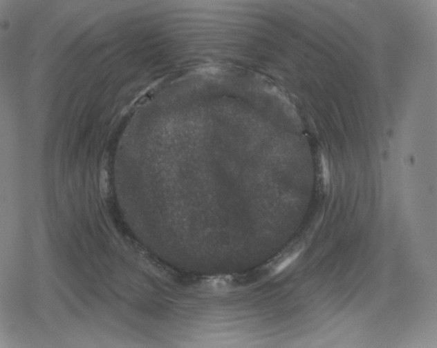 X0000079580080200612221441