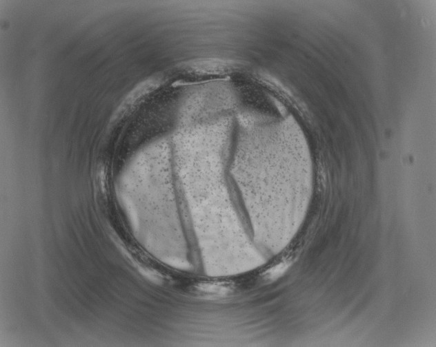 X0000079580117200612221440