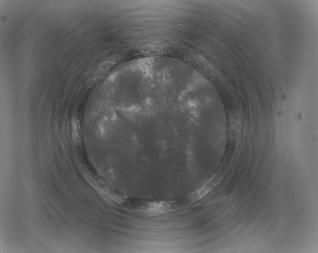 X0000079580130200612221440