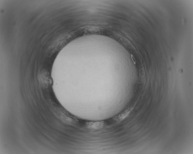 X0000079580135200612221440