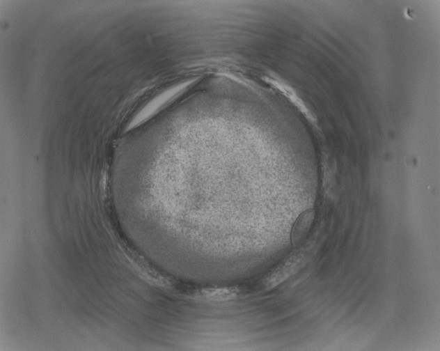 X0000079580161200612221439