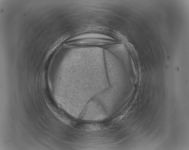 X0000079580250200612221438