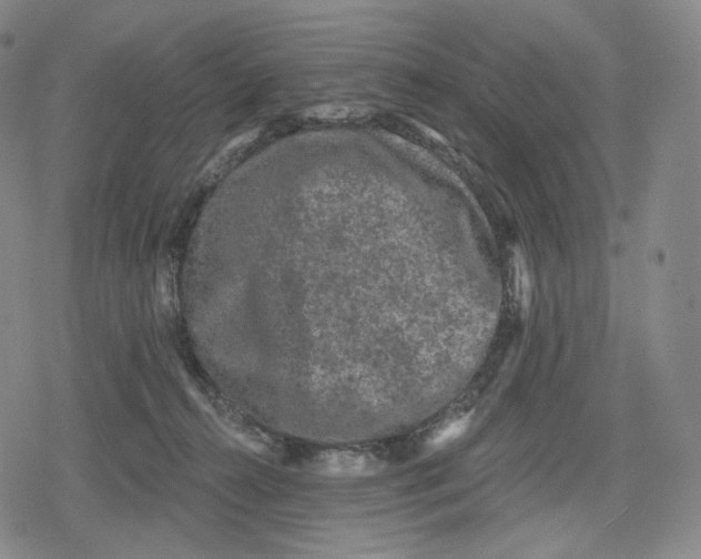 X0000079580272200612221438