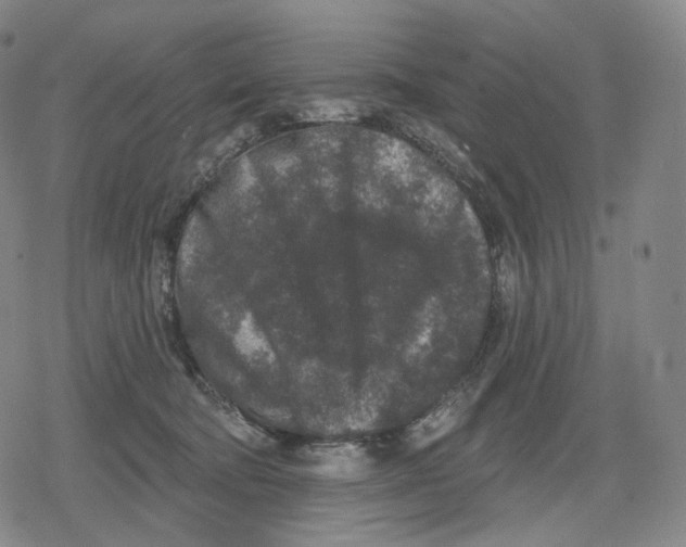 X0000079580322200612221437