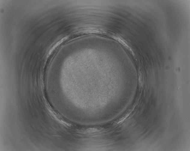 X0000079580390200612221436