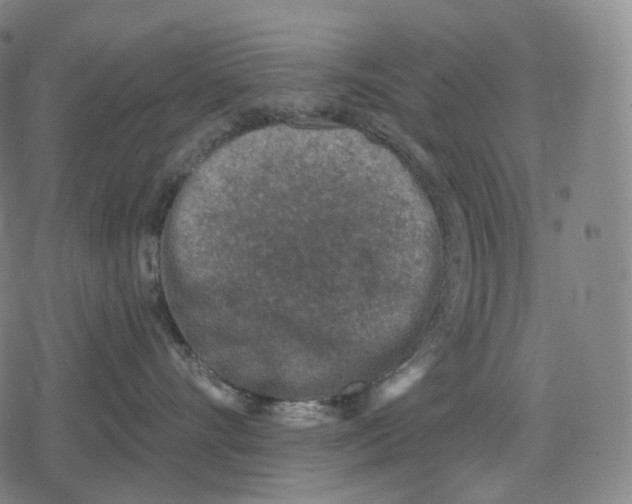 X0000079580528200612221434