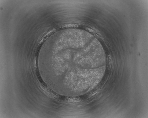 X0000079580550200612221433