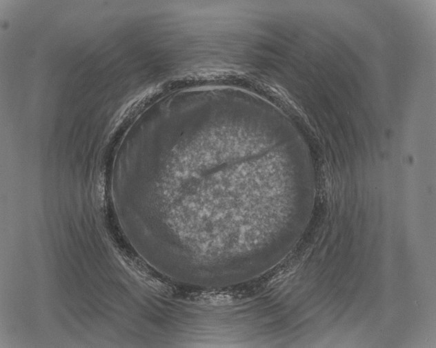 X0000079580640200612221431