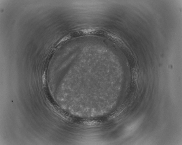 X0000079580650200612221432