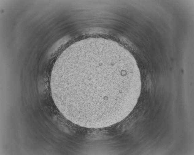 X0000079580824200612221428