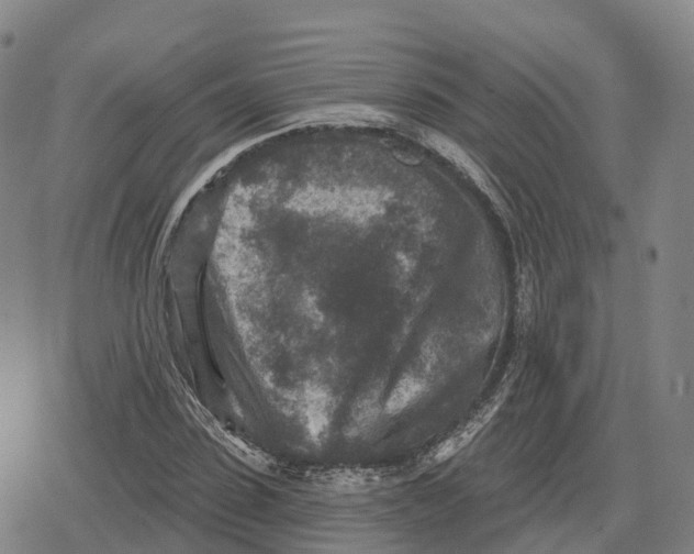 X0000079580923200612221427