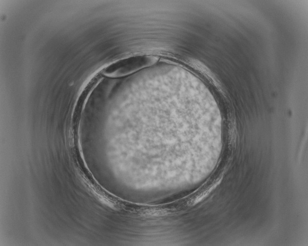 X0000079580924200612221427