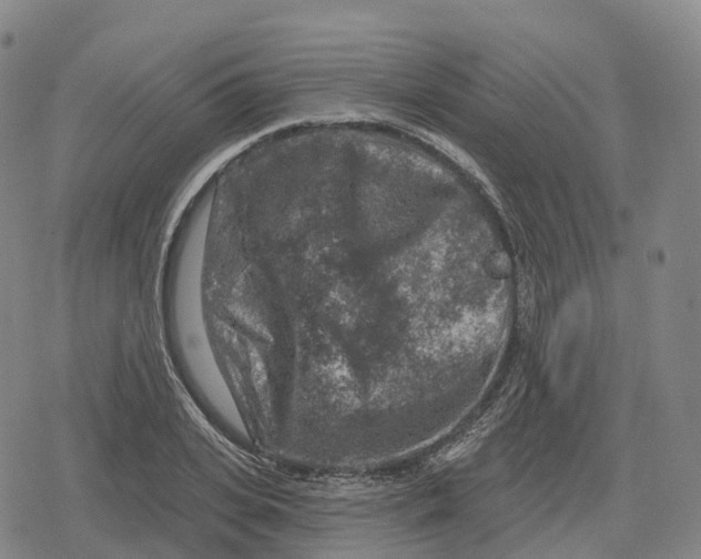 X0000079580935200612221427