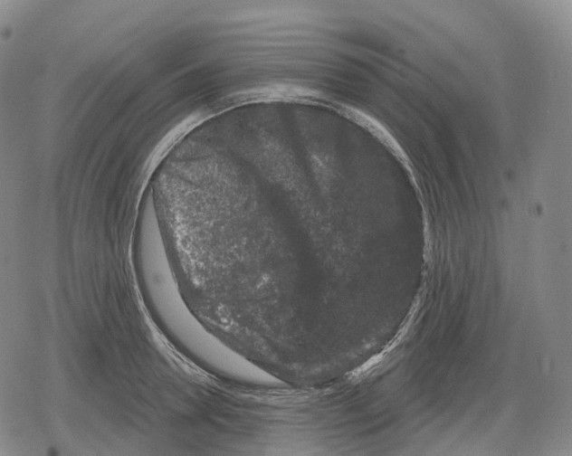 X0000079580946200612221427