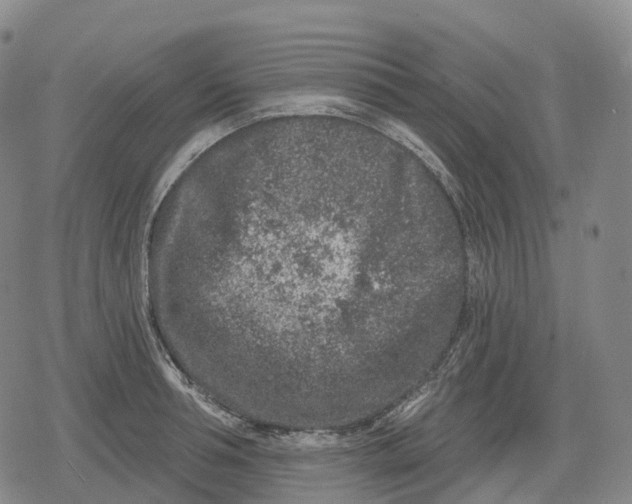 X0000079580994200612221426