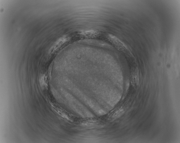 X0000079581010200612221425