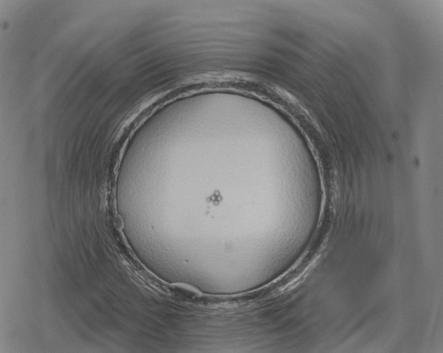 X0000079581017200612221425