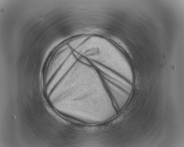 X0000079581080200612221425