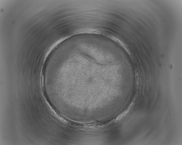 X0000079581125200612221424