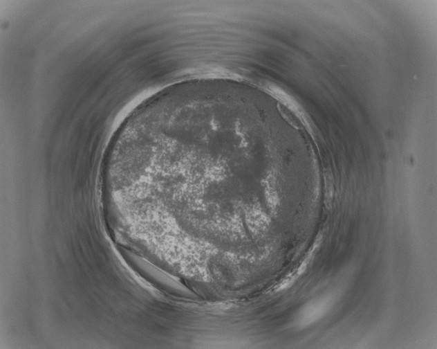 X0000079581141200612221424