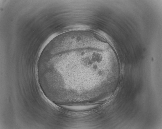 X0000079581243200612221422