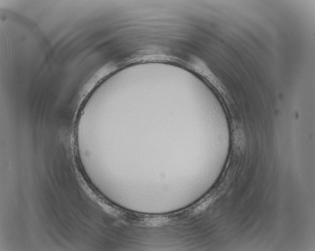 X0000079581282200612221421