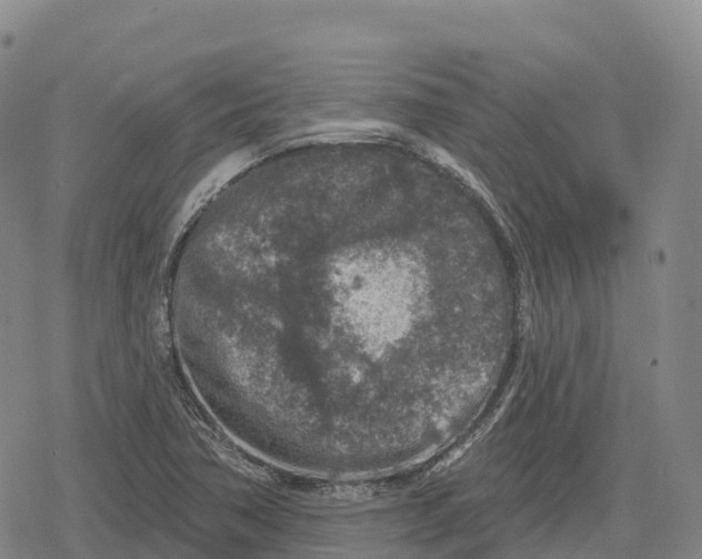 X0000079581362200612221420