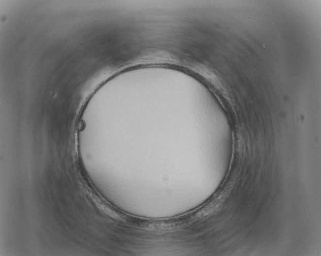 X0000079581366200612221420