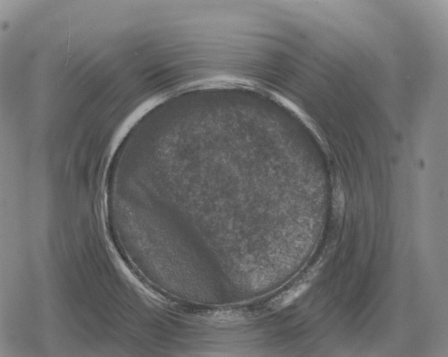 X0000079581418200612221419