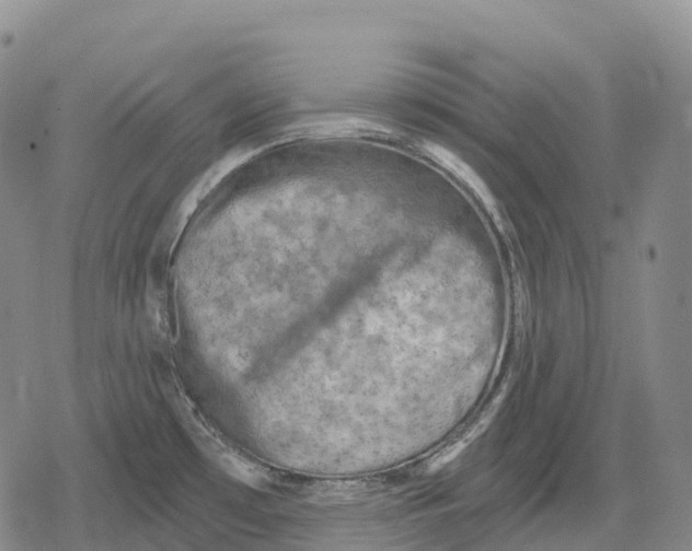 X0000079581481200612221418