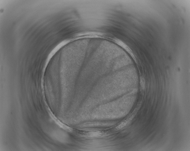 X0000079581482200612221418