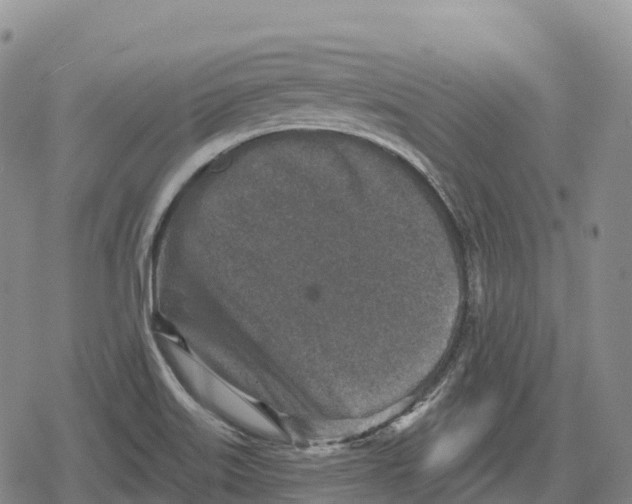 X0000079581515200612221418