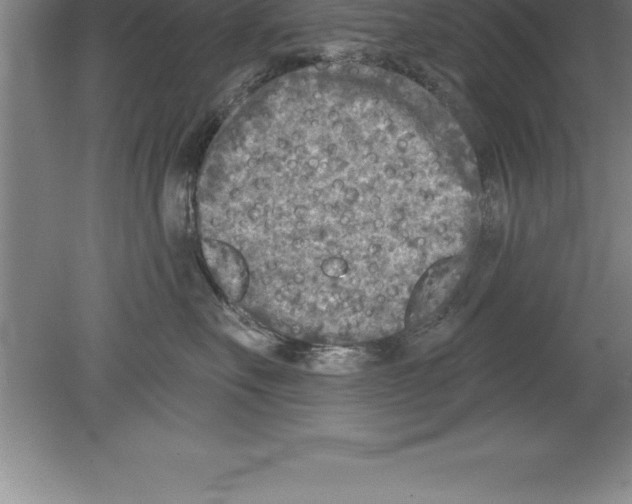 X0000079580527200612301410