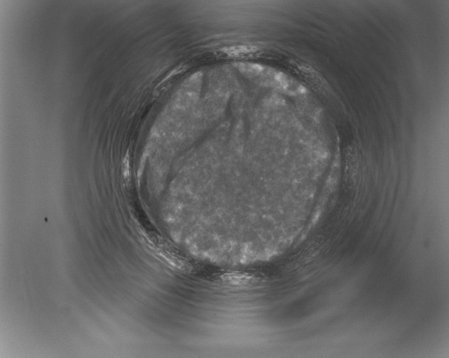 X0000079580650200612301408